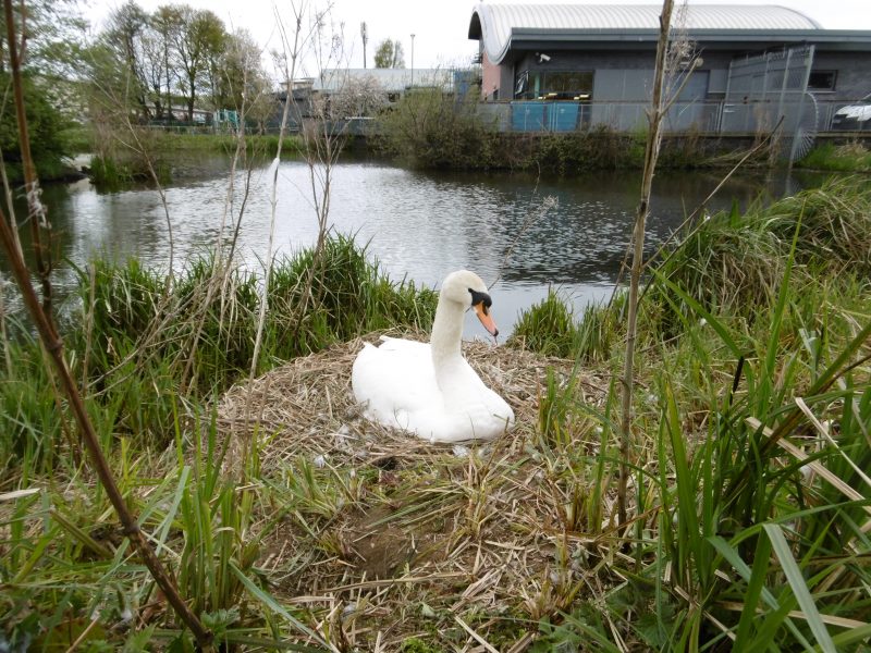 Swan nesting at Lido pool | News | Gardens by Water Gems