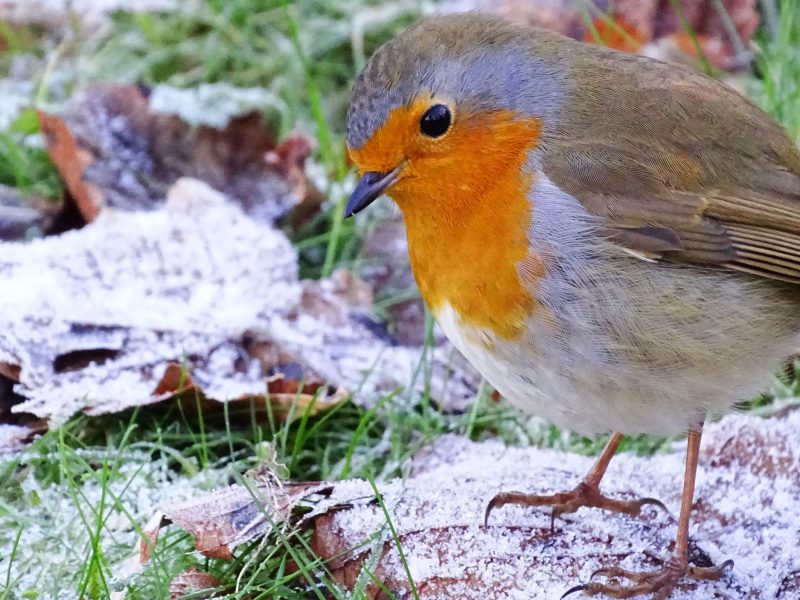 Festive break image - close up photo of a robin standing on frosty ground