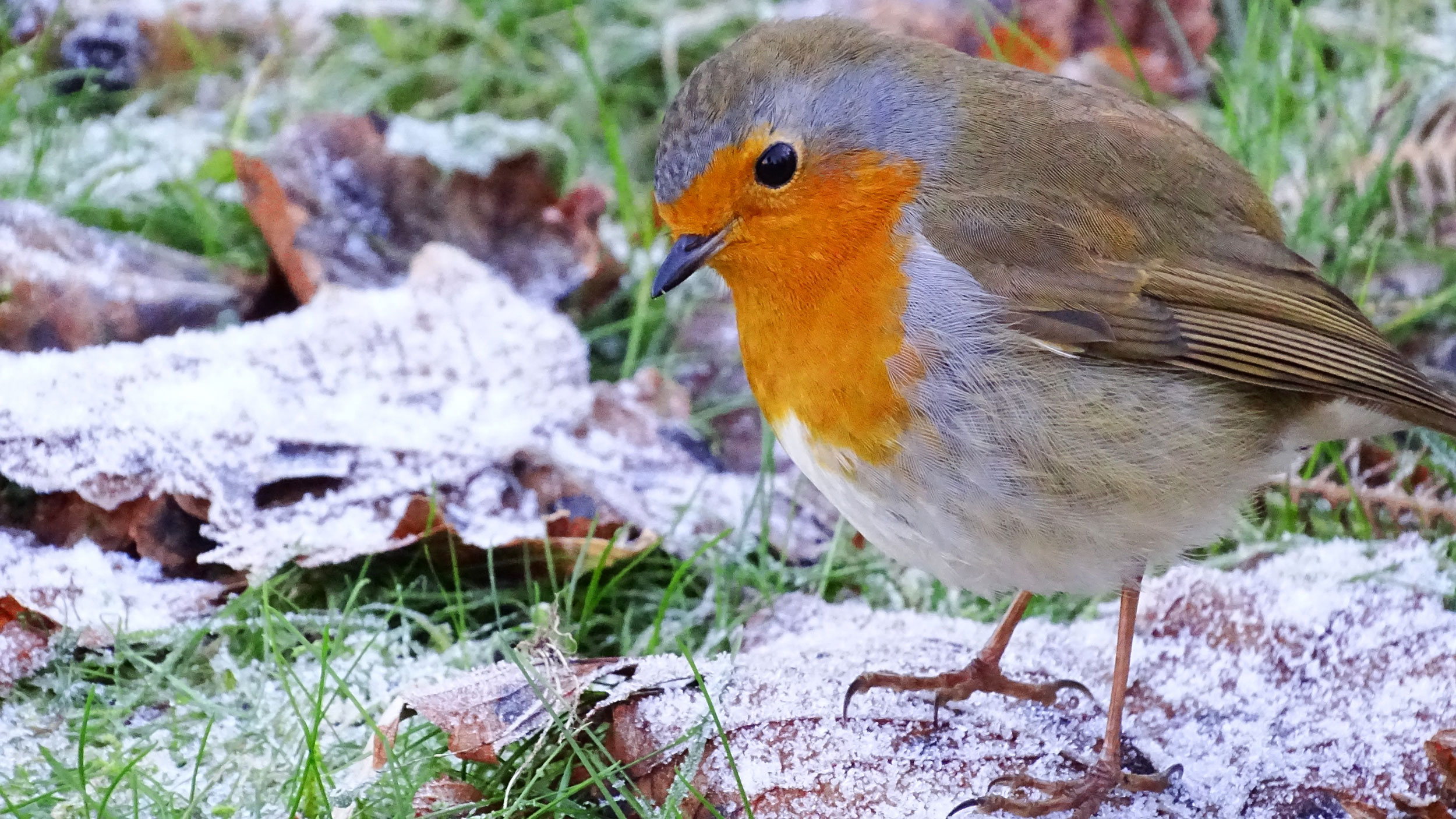 Festive break image - close up photo of a robin standing on frosty ground